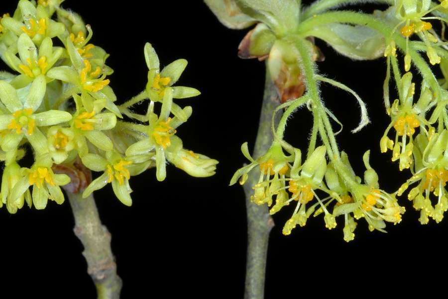 Sassafras (Sassafras albidum)