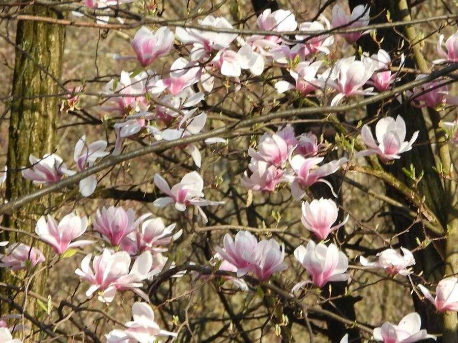 Saucer Magnolia in flower