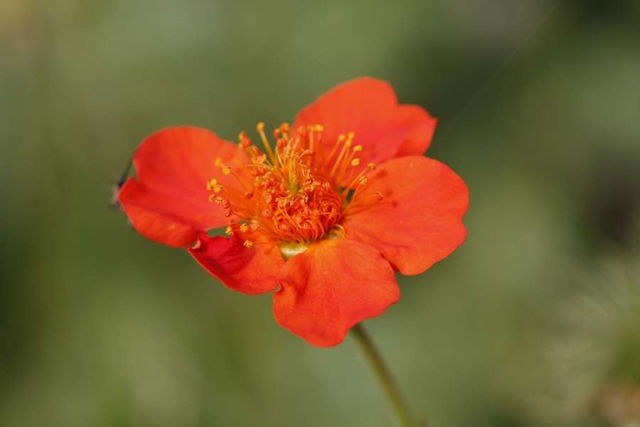Scarlet Avens (Geum coccineum)