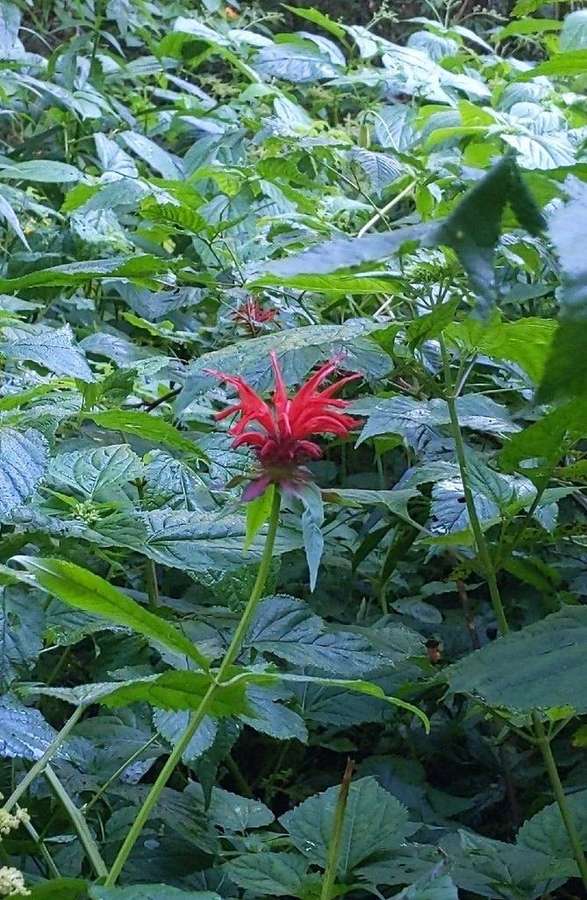 Scarlet Bee Balm in flower