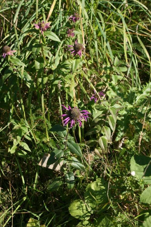 Scarlet Bee Balm (Monarda didyma)
