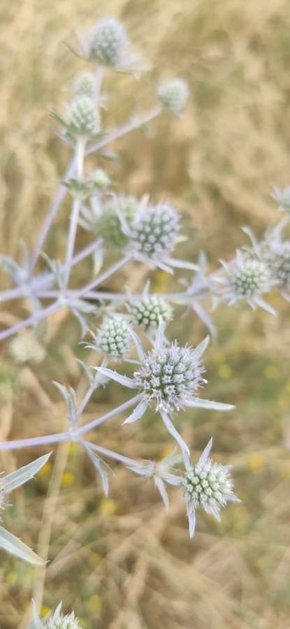 Sea Holly in flower
