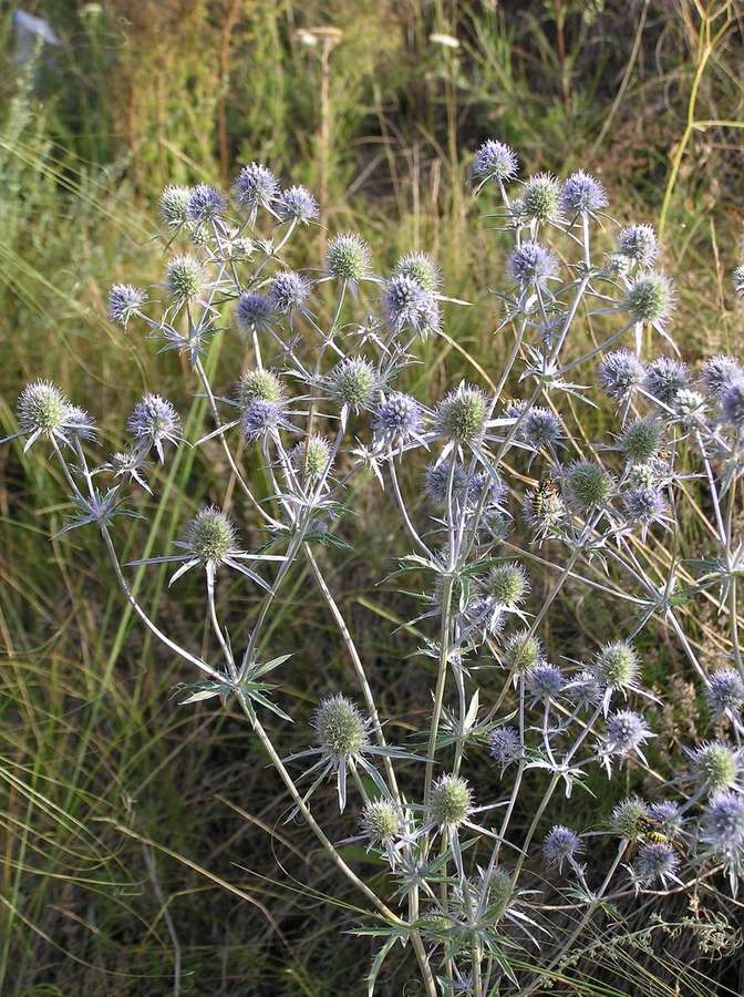 Sea Holly (Eryngium planum)