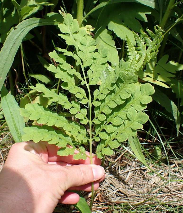 Sensitive Fern (Onoclea sensibilis)