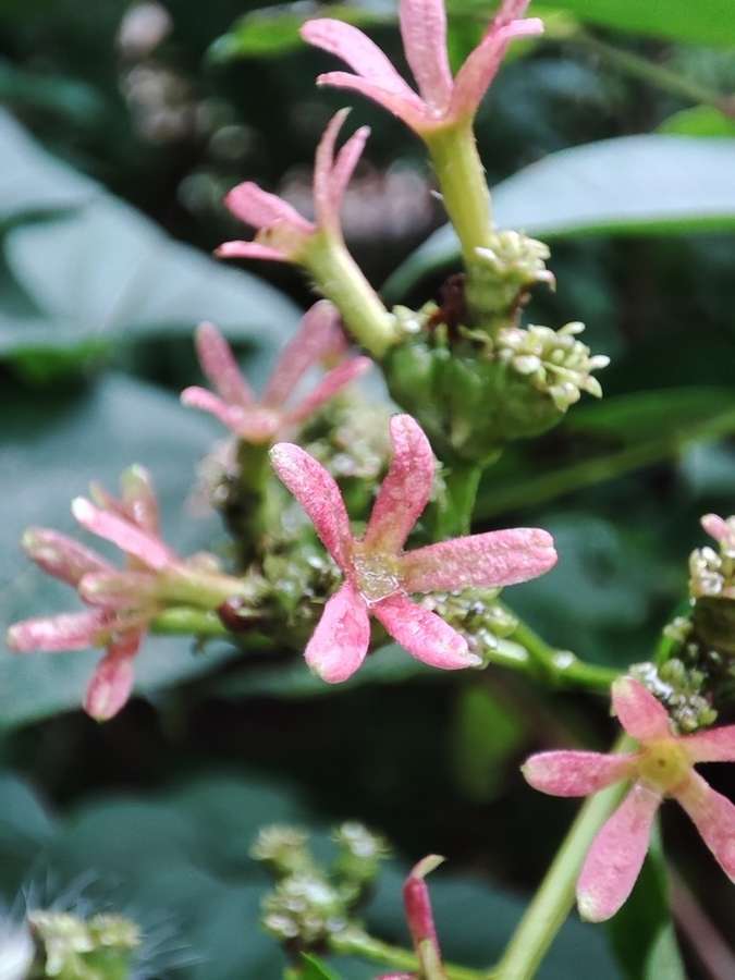 Seven-Son Flower (Heptacodium miconioides)