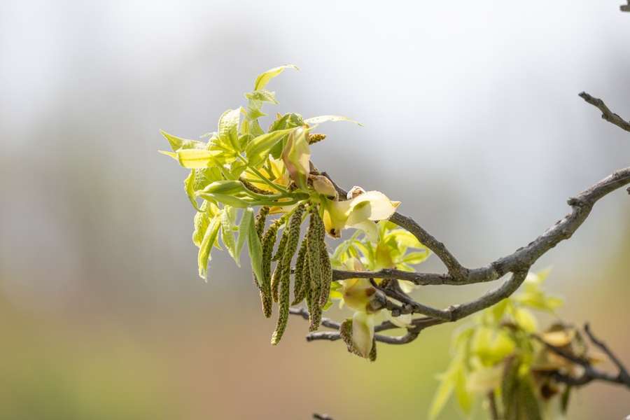 Shagbark Hickory in flower
