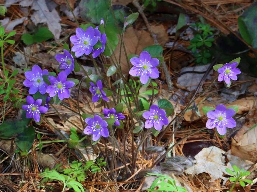 Sharp-lobed Hepatica (Hepatica acutiloba)