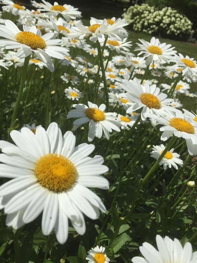 Shasta Daisy (Leucanthemum × superbum)