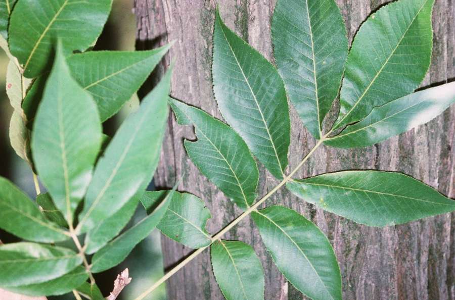 Shellbark Hickory (Carya laciniosa)