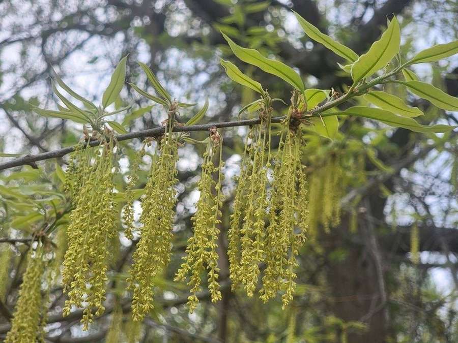 Shingle Oak in flower