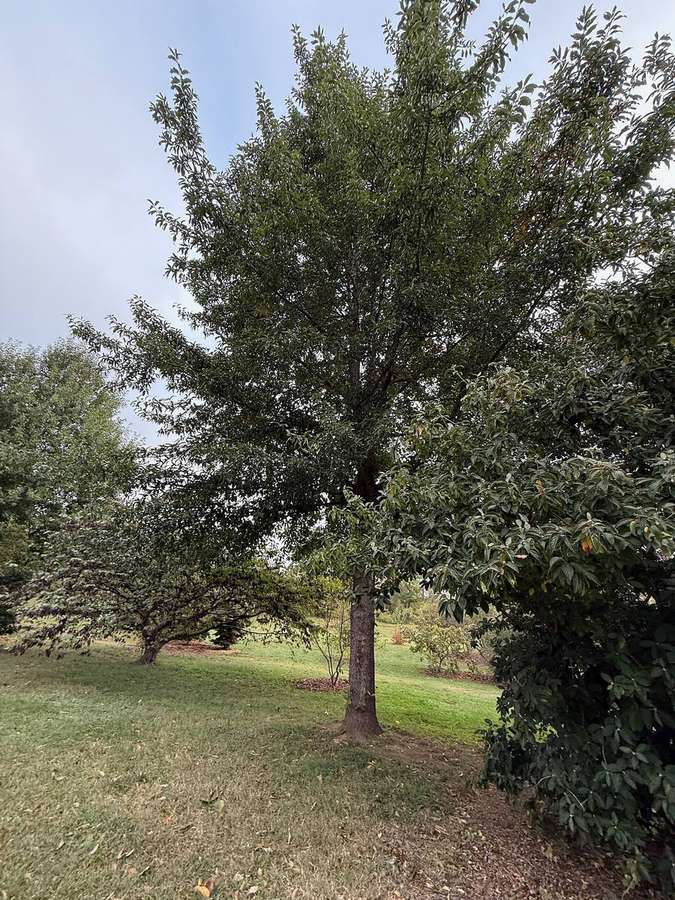 Shingle Oak (Quercus imbricaria)