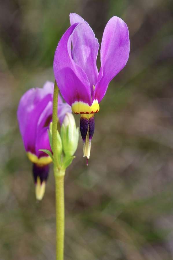 Shooting Star in flower