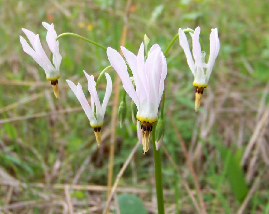 Shooting Star (Primula meadia)