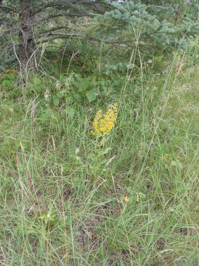 Showy Goldenrod in flower