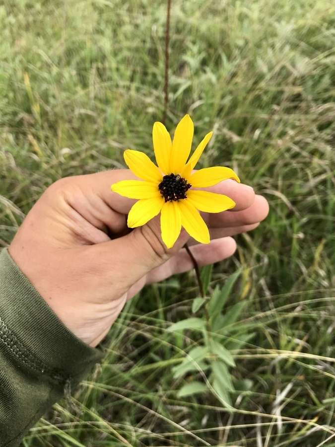 Showy Sunflower (Helianthus pauciflorus)