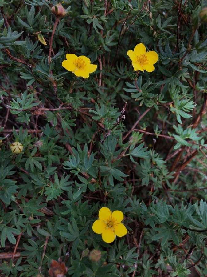 Shrubby Cinquefoil in flower