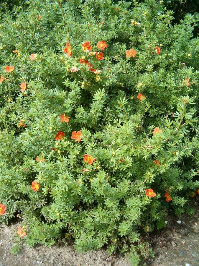 Shrubby Cinquefoil (Dasiphora fruticosa)