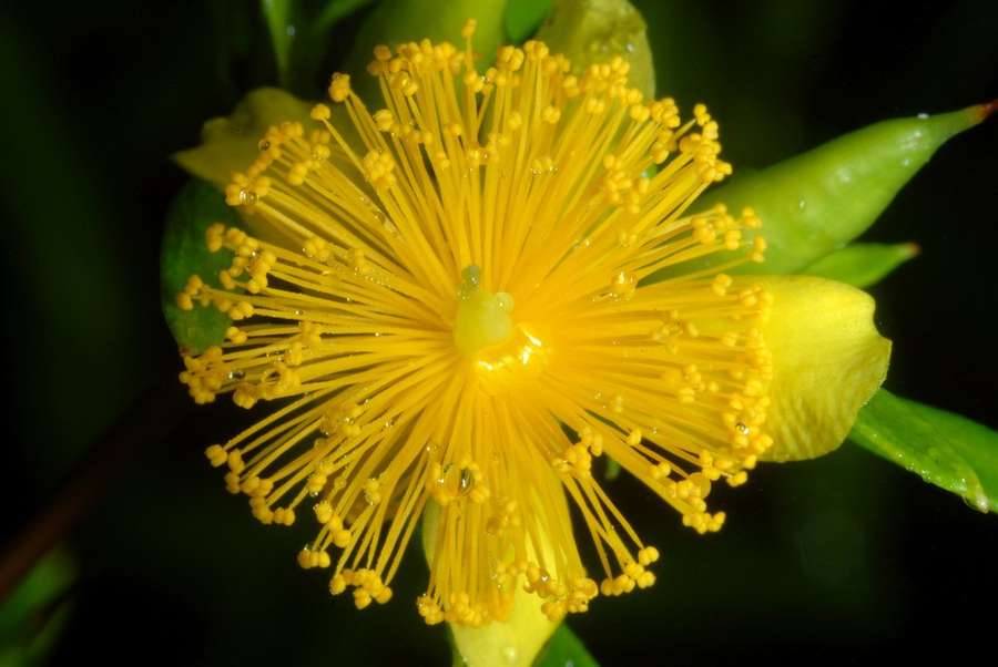 Shrubby St. John's Wort in flower