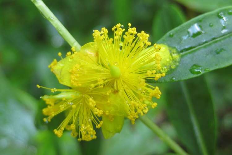 Shrubby St. John's Wort (Hypericum prolificum)