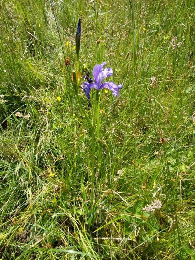 Siberian Iris in flower
