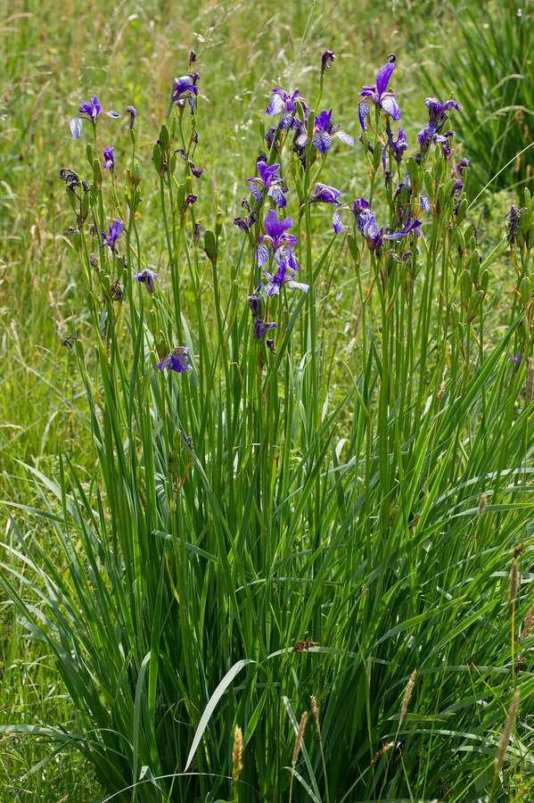 Siberian Iris (Iris sibirica)