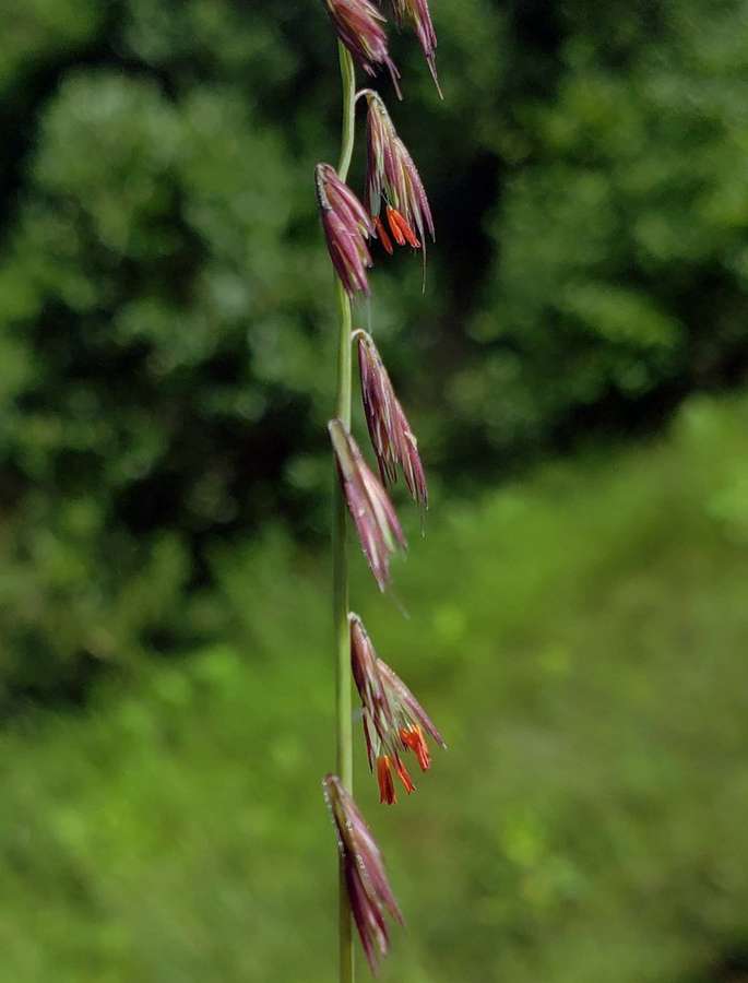 Side-Oats Grama in flower