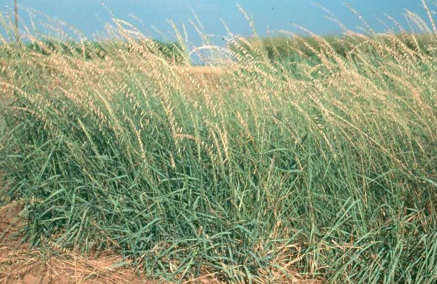 Side-Oats Grama (Bouteloua curtipendula)