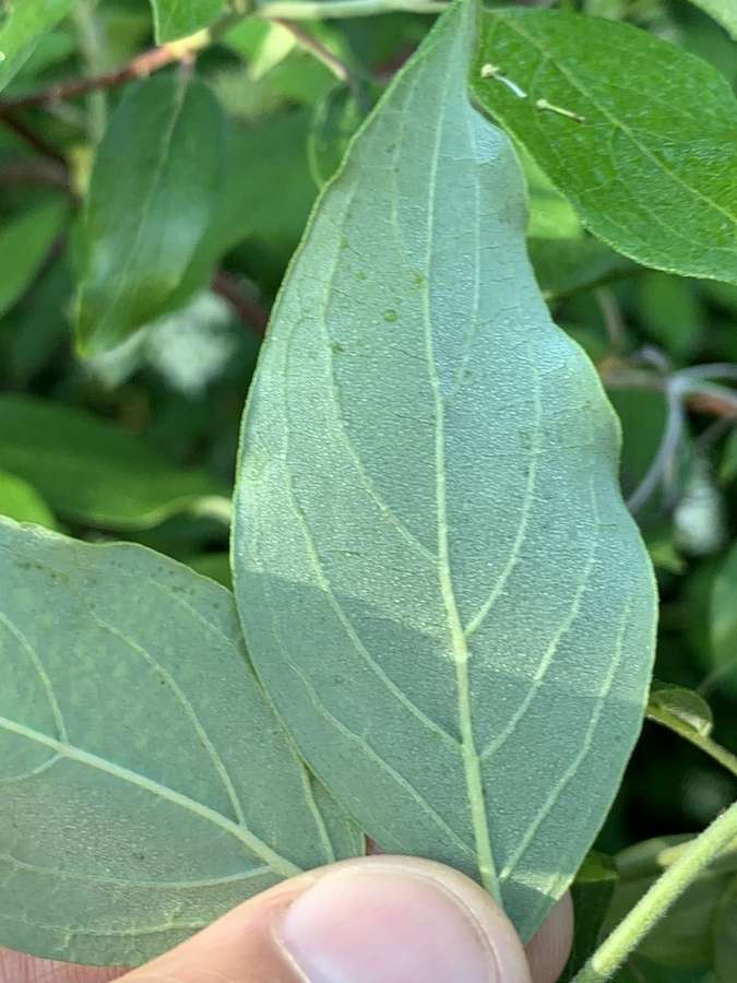 Silky Dogwood (Cornus obliqua)