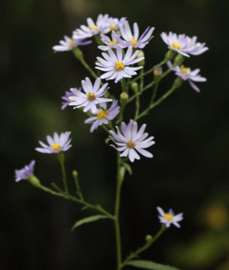 Sky Blue Aster in flower