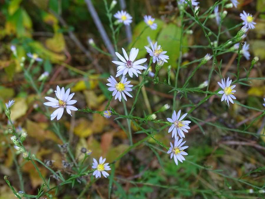 Sky Blue Aster (Symphyotrichum oolentangiense)