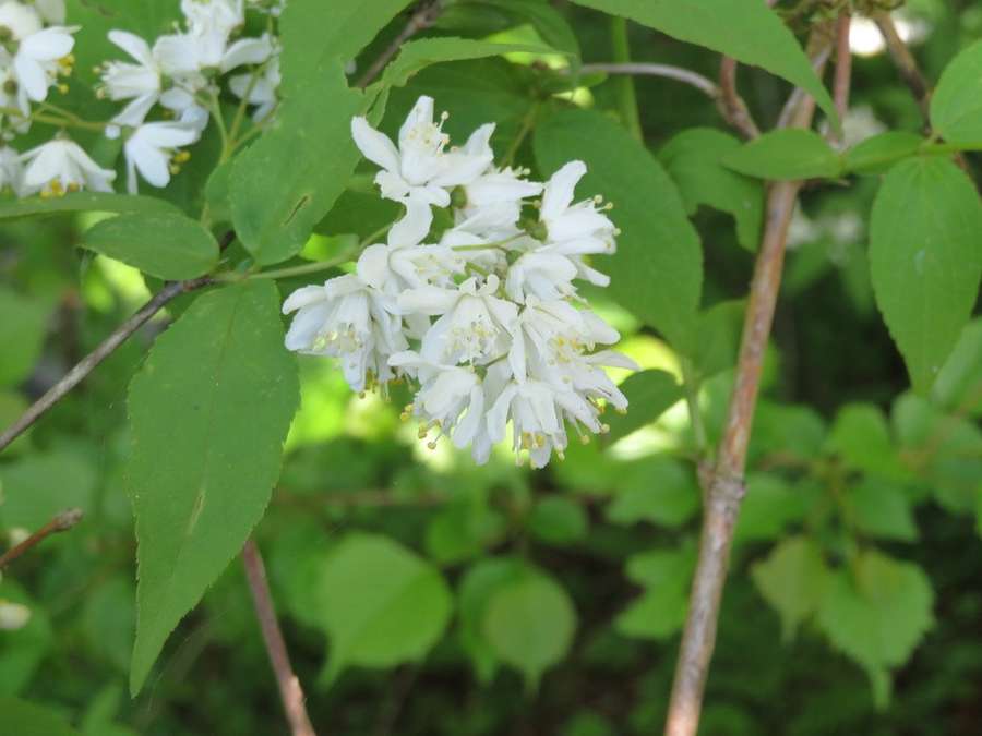 Slender Deutzia in flower