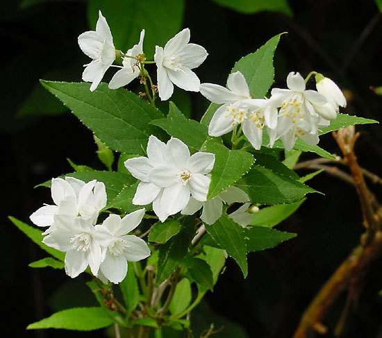 Slender Deutzia (Deutzia gracilis)