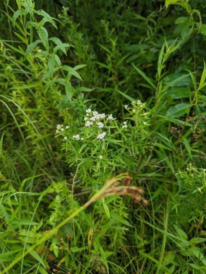 Slender Mountain Mint in flower