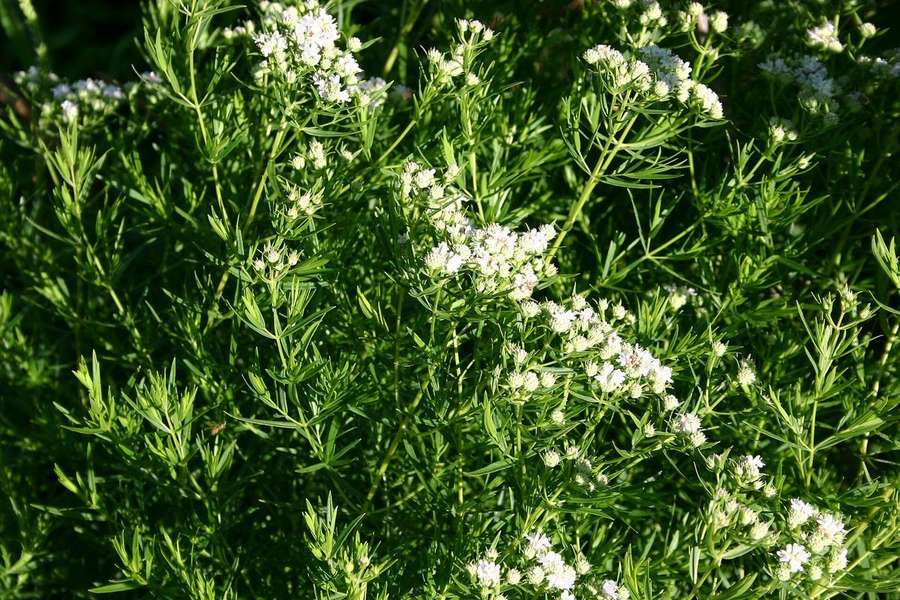 Slender Mountain Mint (Pycnanthemum tenuifolium)