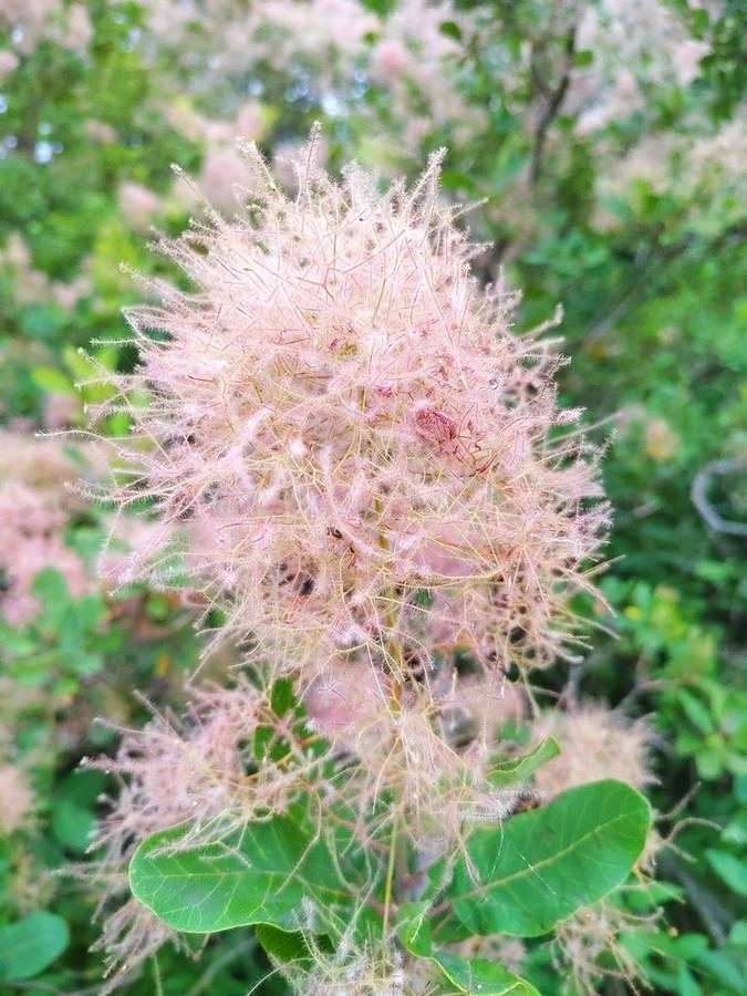 Smokebush in flower