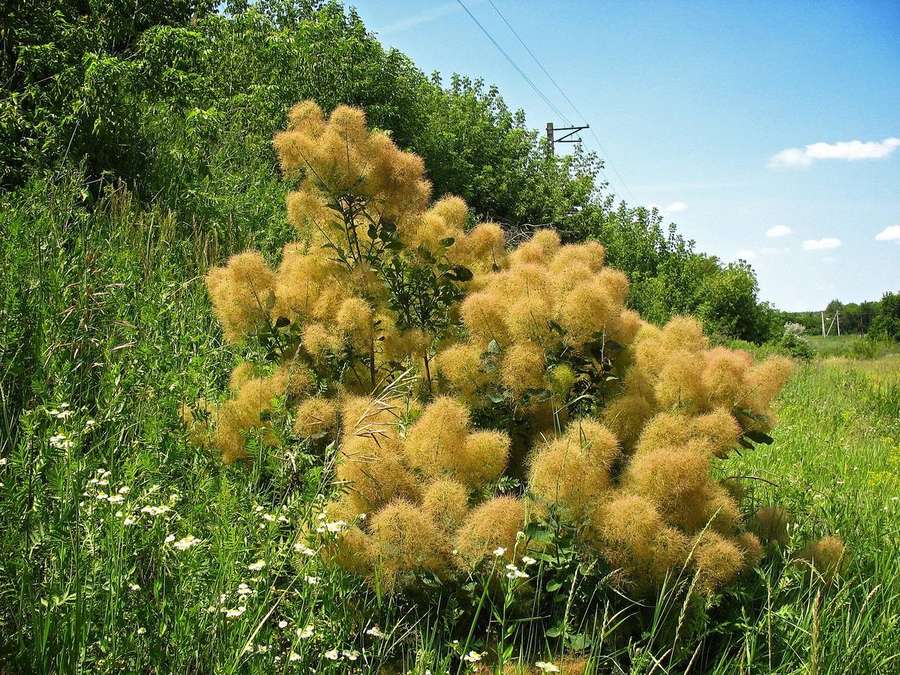 Smokebush (Cotinus coggygria)