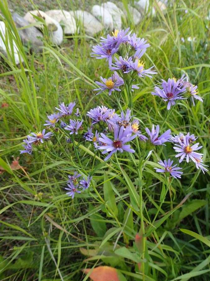 Smooth Blue Aster in flower