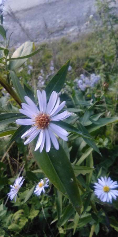 Smooth Blue Aster (Symphyotrichum laeve)