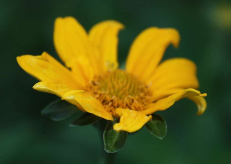 Smooth Oxeye in flower