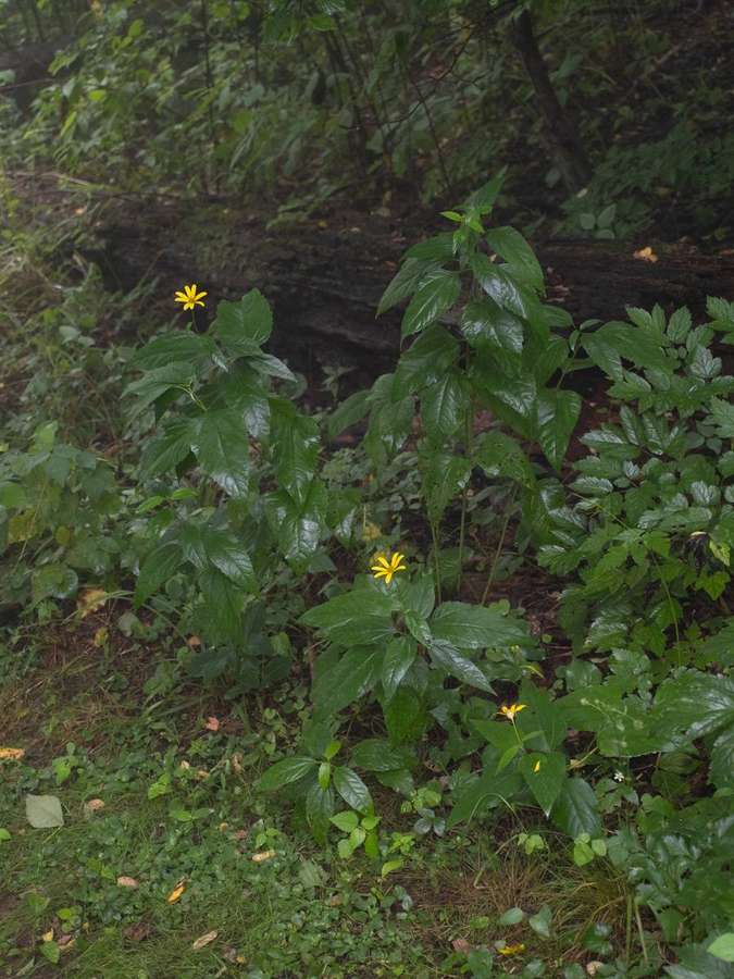 Smooth Oxeye (Heliopsis helianthoides)