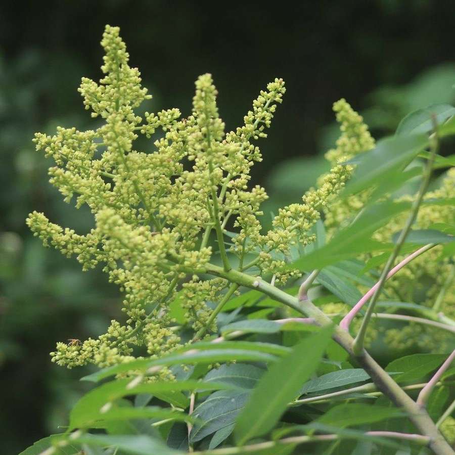 Smooth Sumac (Rhus glabra)