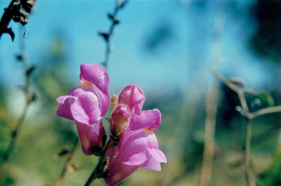 Snapdragon in flower