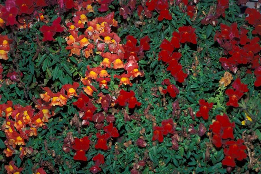 Snapdragon (Antirrhinum majus)