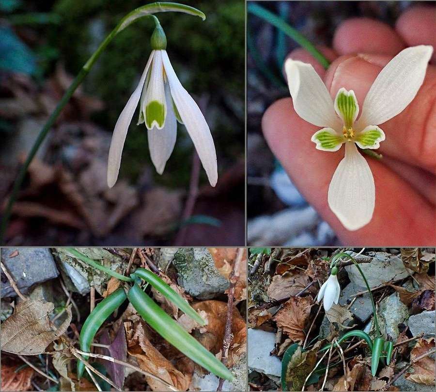 Snowdrop in flower