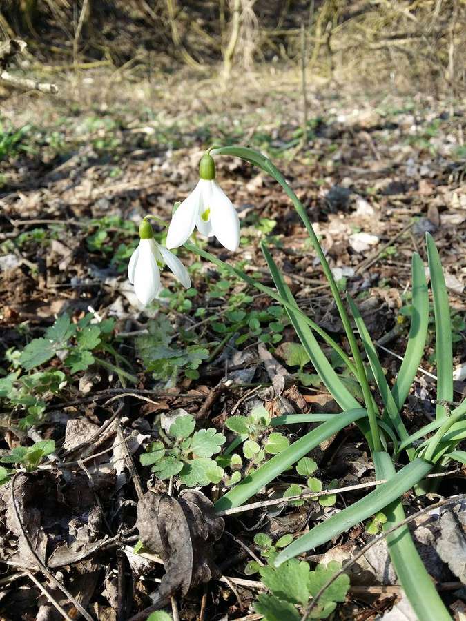 Snowdrop (Galanthus nivalis)