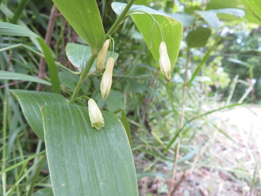 Solomon's Seal in flower