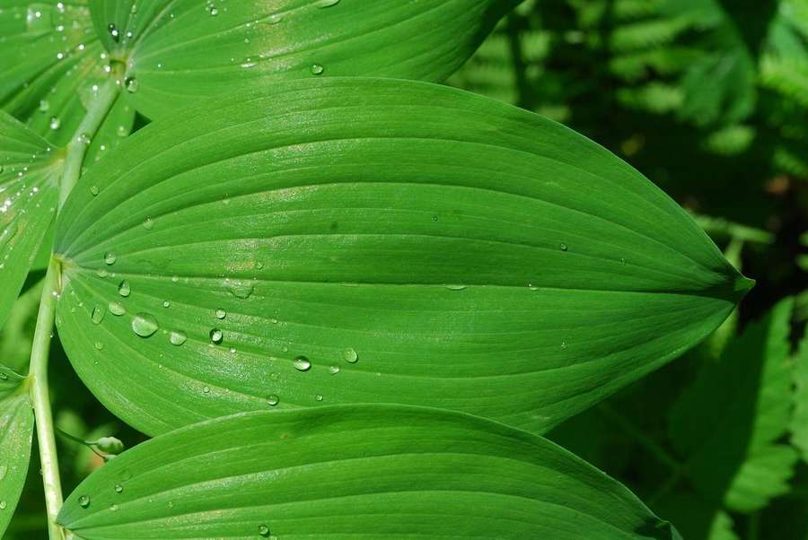 Solomon's Seal (Polygonatum biflorum)