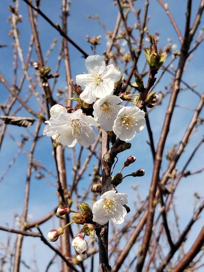 Sour Cherry in flower