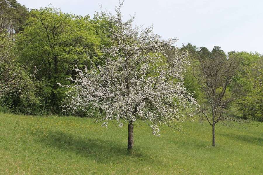Sour Cherry (Prunus cerasus)