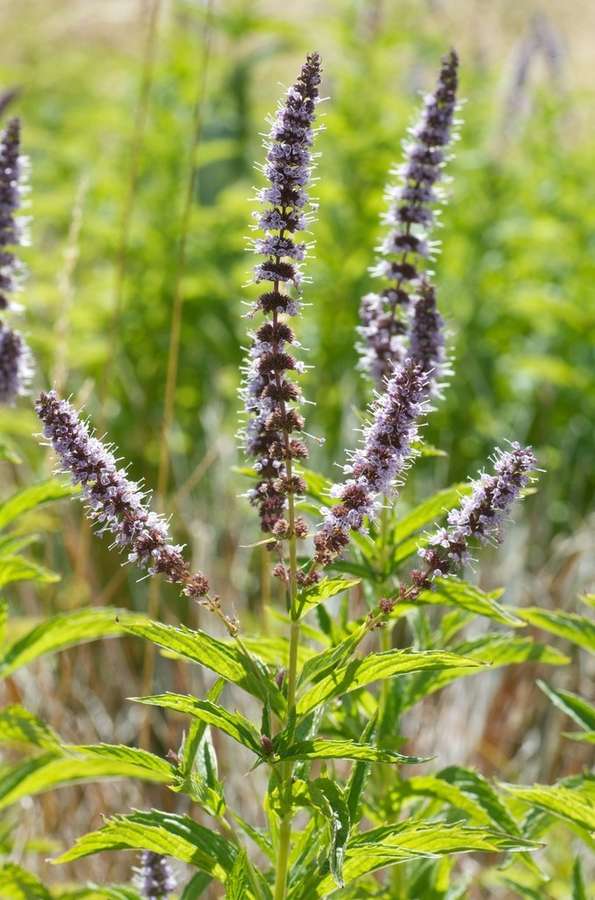 Spearmint in flower
